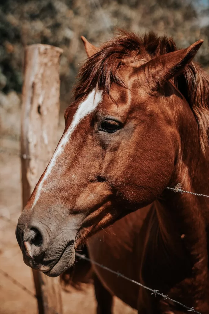 brown horse